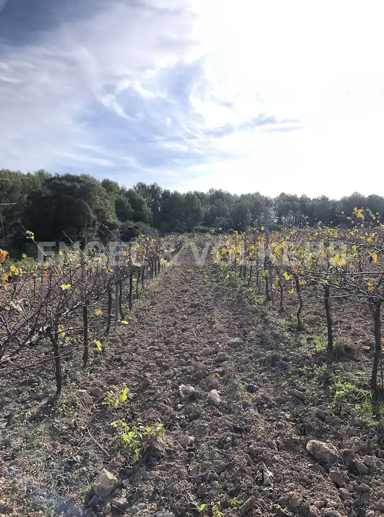 Terreny residencial en venda a Avinyonet del Penedès, imagen 13