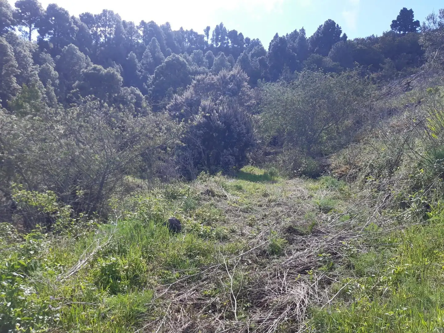 Terreno rústico en venta en La Vega - El Amparo - Cueva del Viento, imagen 3