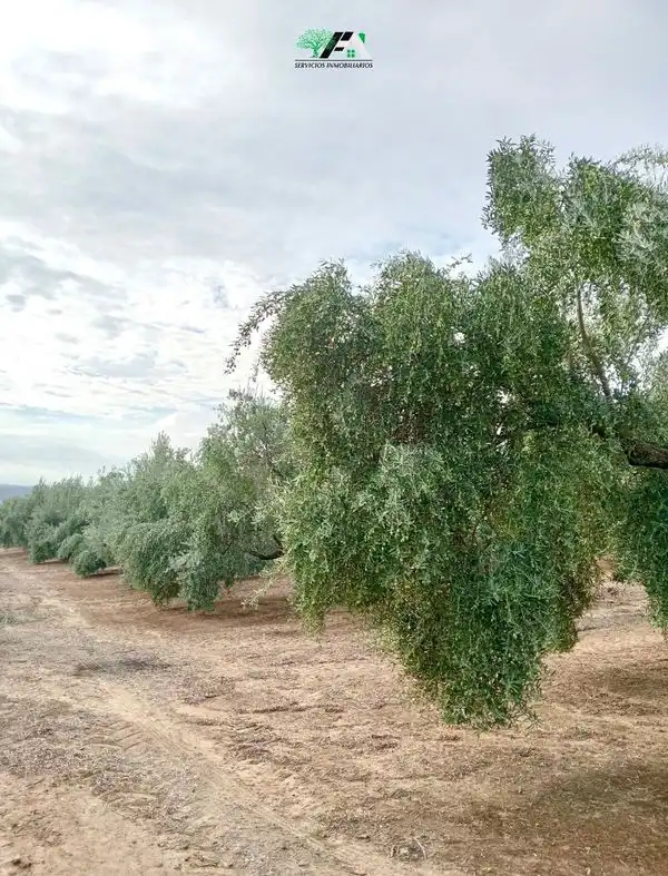 Jardín de Terreno en venta en Torrubia