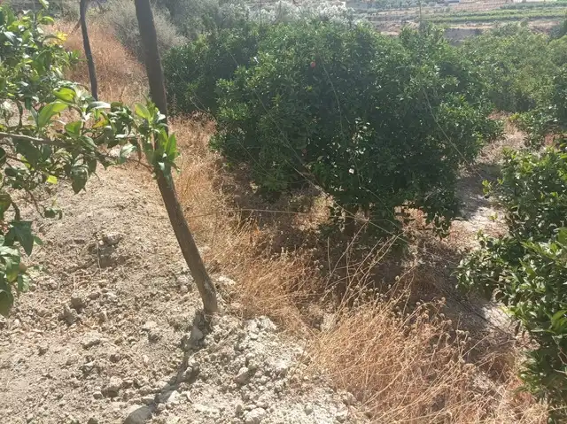Grundstücke zum Verkauf in Alicún