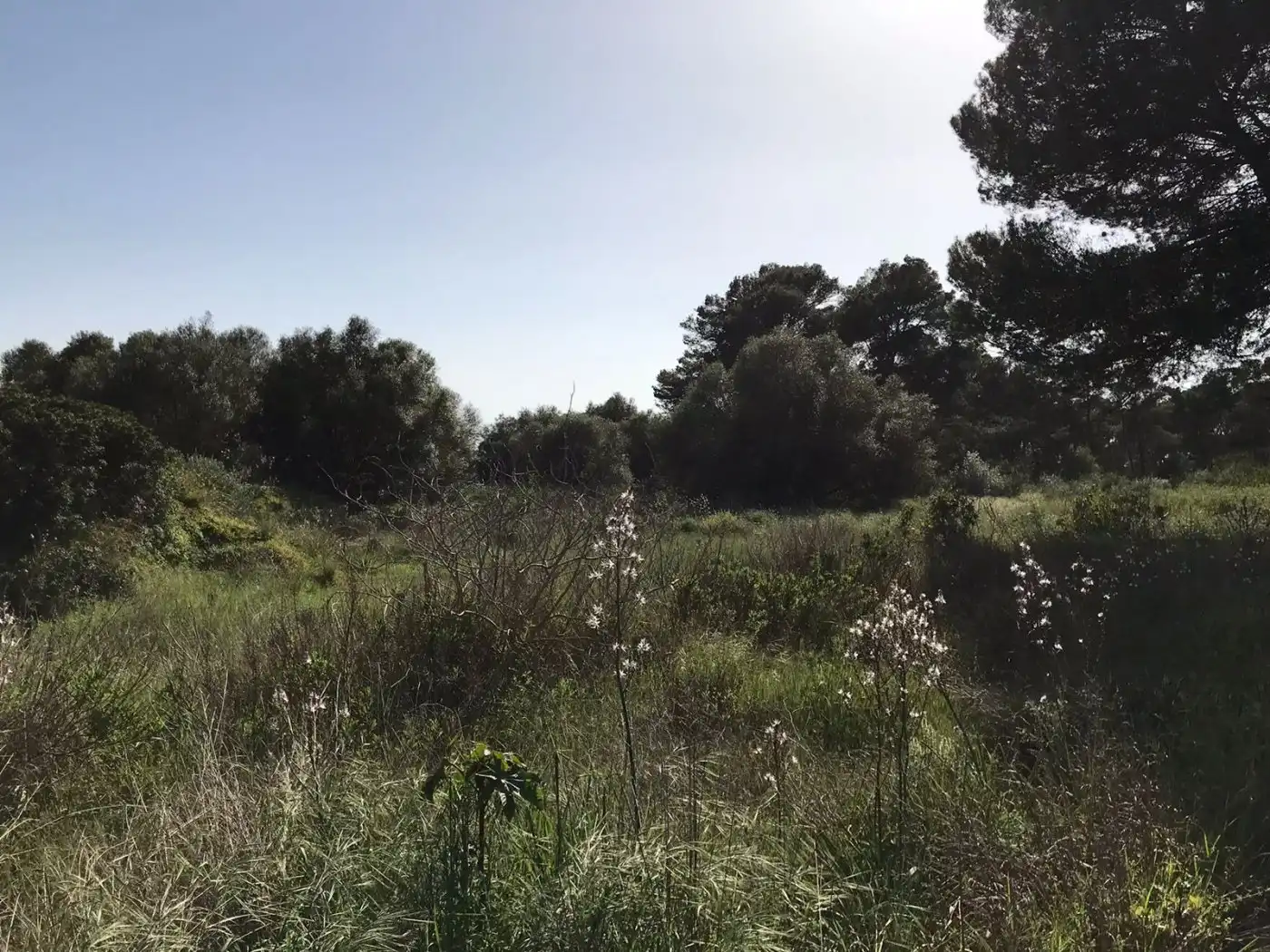 Terrenys i solars en venda a Algaida, imagen 7