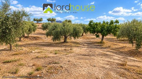 FI875. Finca con olivar, nave y agua de riego en La Paca, Lorca