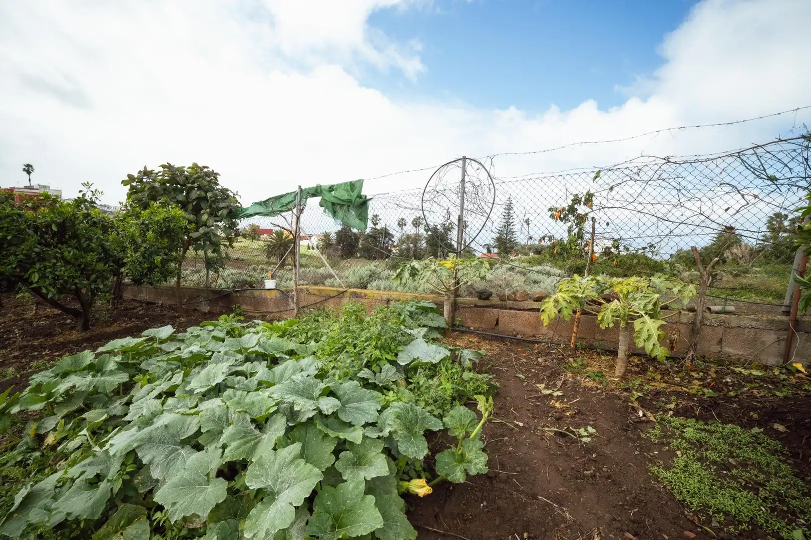 Jardín de Finca rústica en venta en El Sauzal