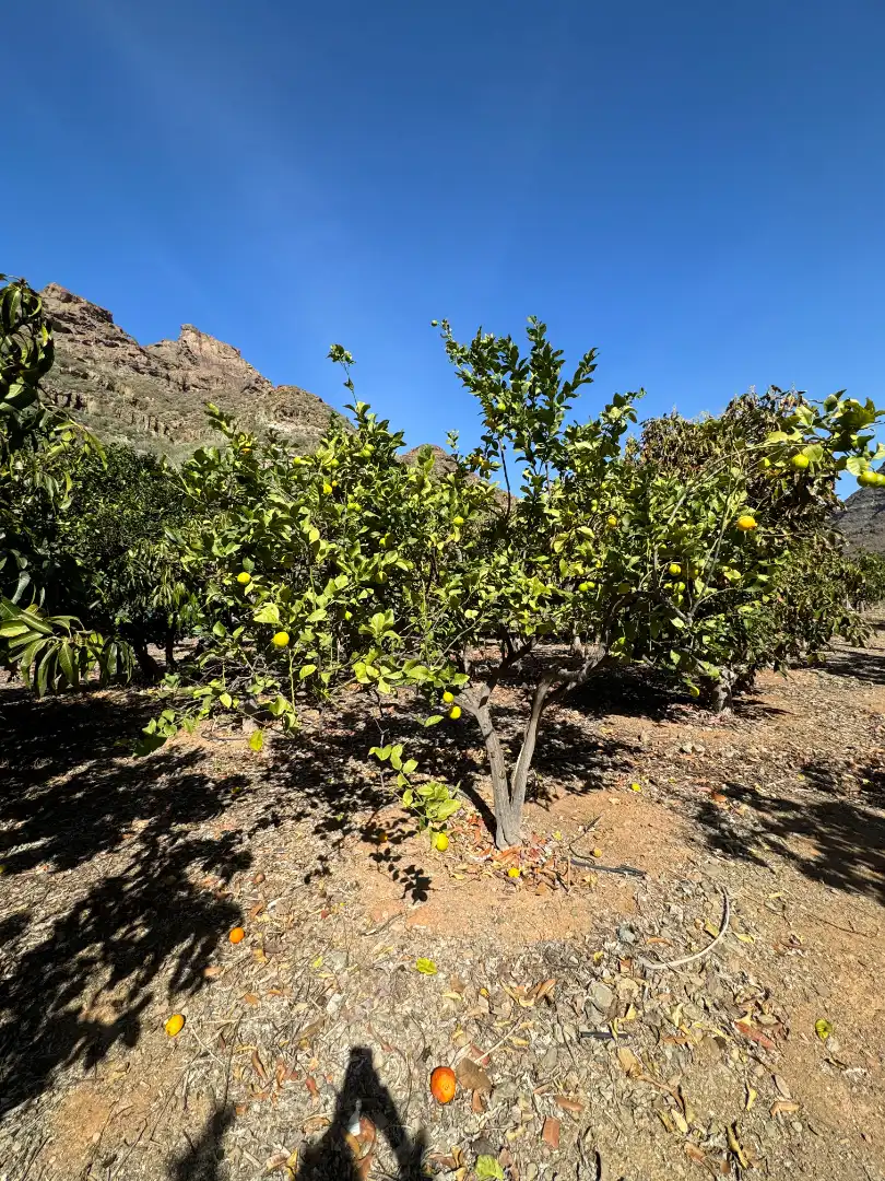 Vista exterior de Finca rústica en venda en San Bartolomé de Tirajana amb Aire condicionat, Jardí privat i Terrassa
