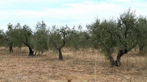 Bollullos Par del CondadoFinca Rustica, imatge 4