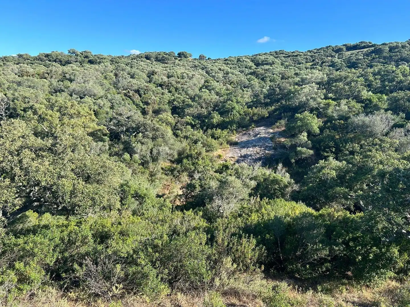 Finca rústica en venta en Alcalá de los Gazules