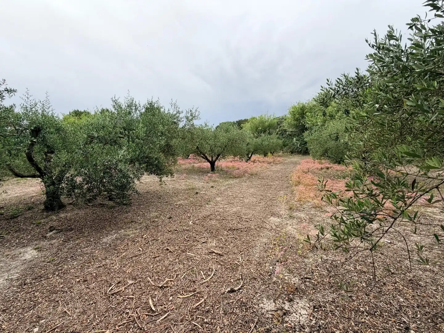 Terreno residenziale in vendita a Albaida, imagen 5