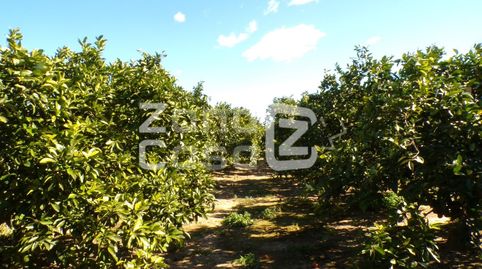 Magnífica Finca de Naranjos en Plena Producción., imagen 2