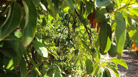 Photo 4 of Country house for sale in  Diseminados, 81, Tolox, Málaga