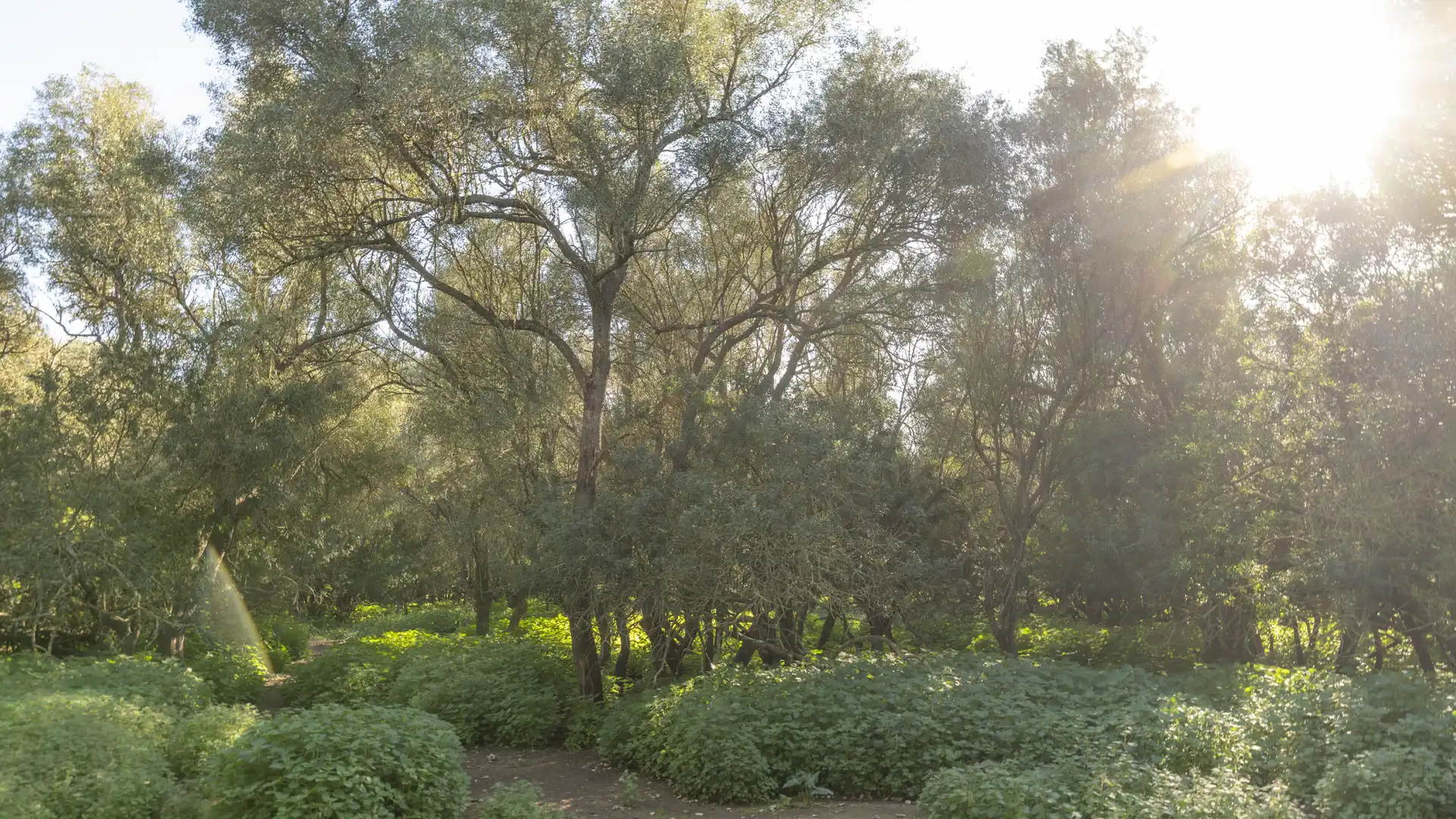 Jardín de Finca rústica en venta en Vilafranca de Bonany con Terraza, Trastero y Balcón