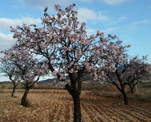 Garden of Industrial land for sale in Hondón de las Nieves / El Fondó de les Neus
