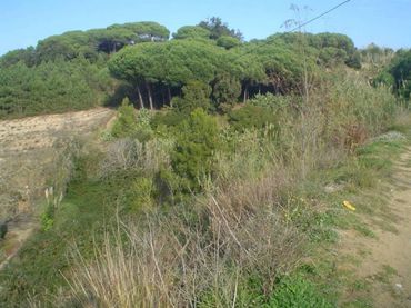 Rustikales Grundstück zum Verkauf in Calle JOAN ALCOVER