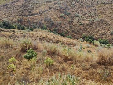 Rural land for sale in Canillas de Aceituno
