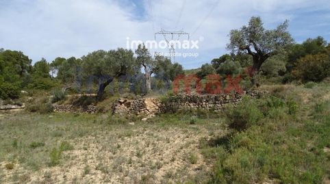 Finca de 35.970 m² con caseta de 48m2, agua y a 2km de Batea. La finca se encuentra plantada de olivos y tierra preparada para pla, imagen 3