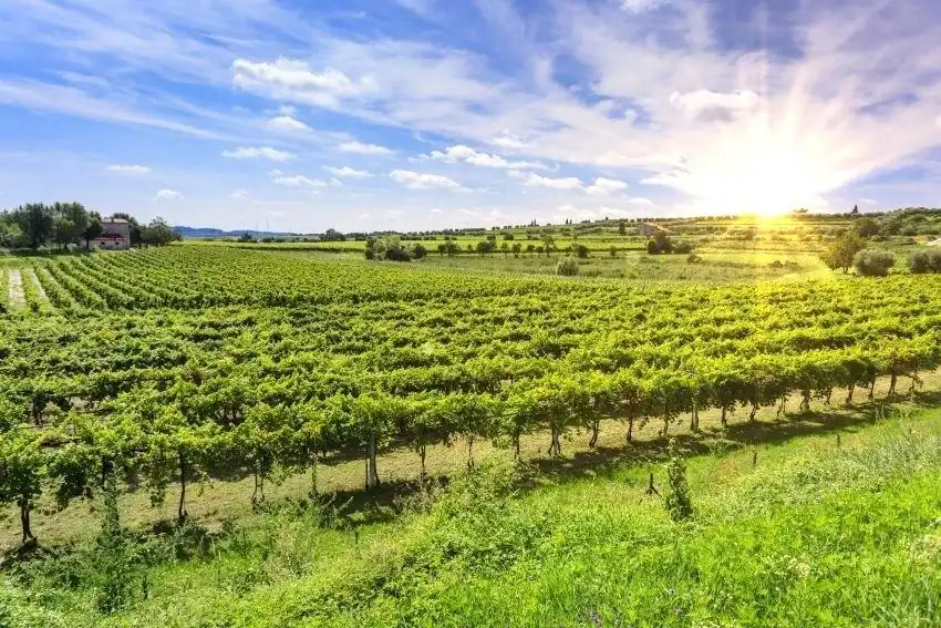 Exterior view of Land for sale in Binissalem