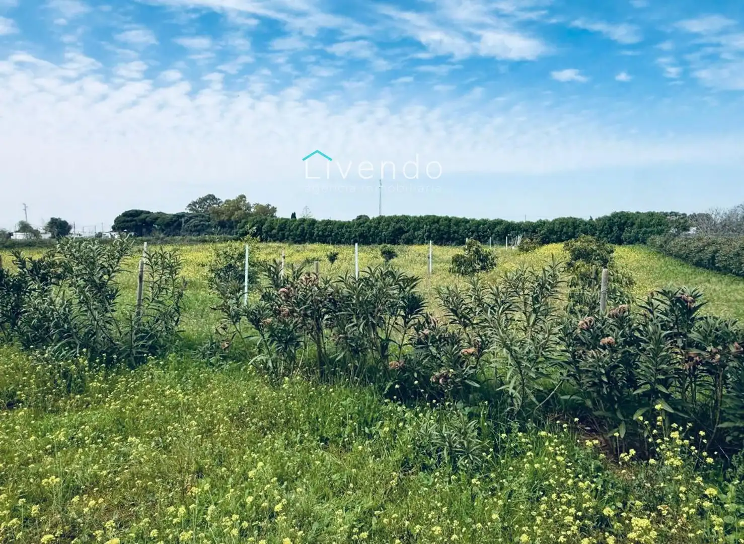 Terreny en venda en Conil de la Frontera