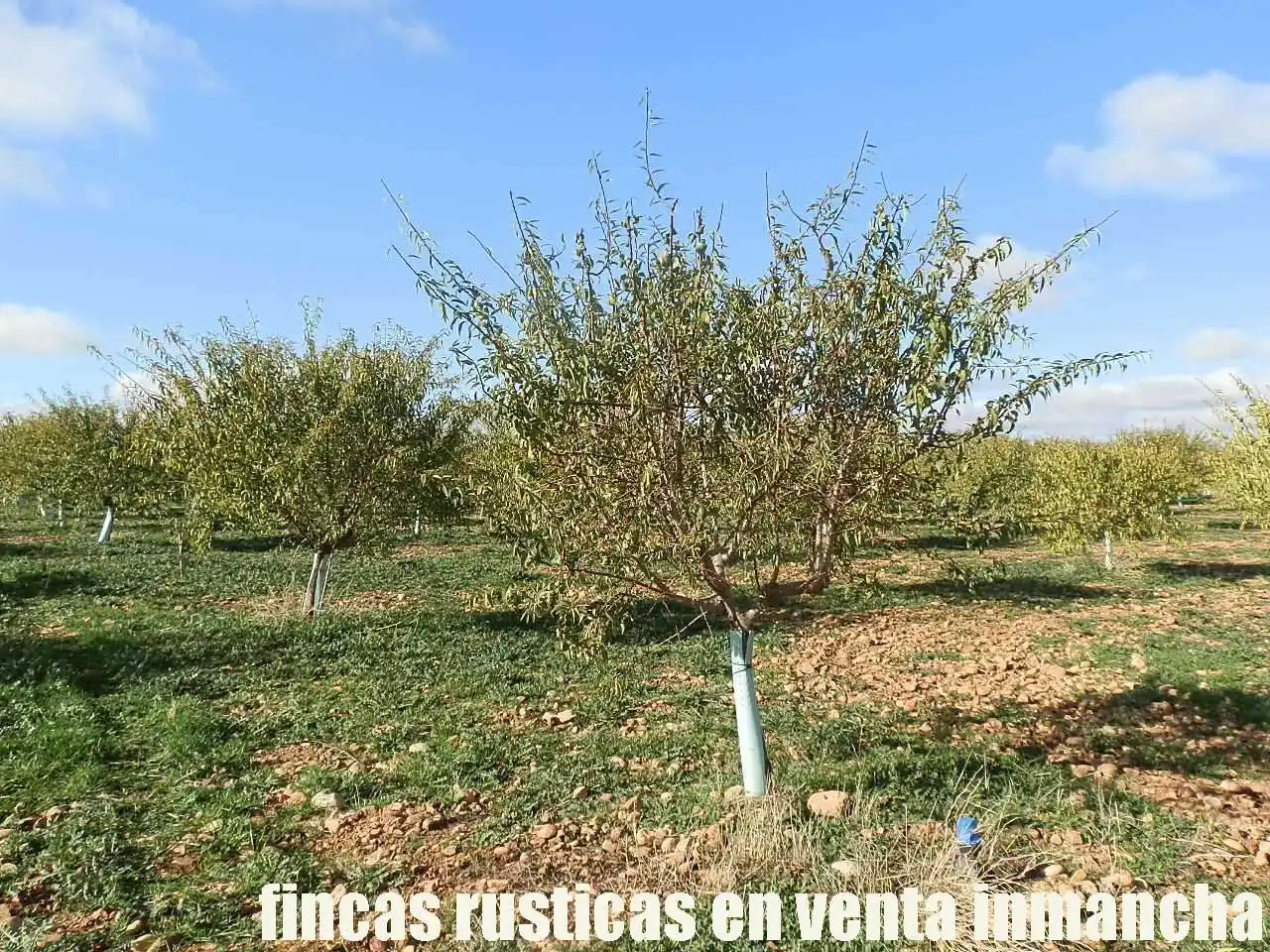 Terreno rústico en venta en Tomelloso, imagen 6