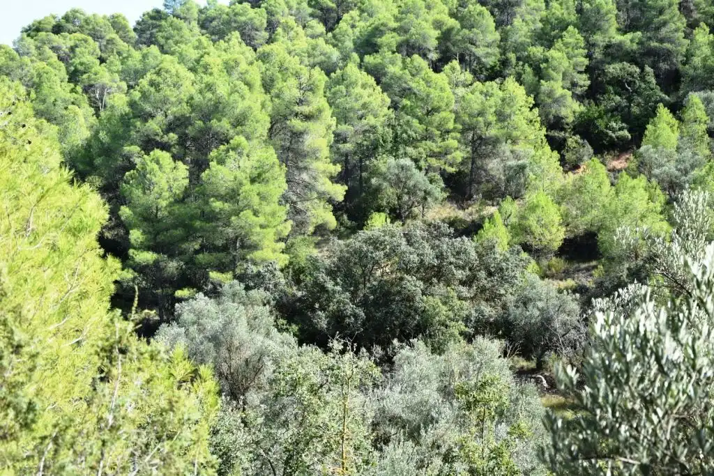 Terreni e lotti in vendita a Lledó, imagen 7
