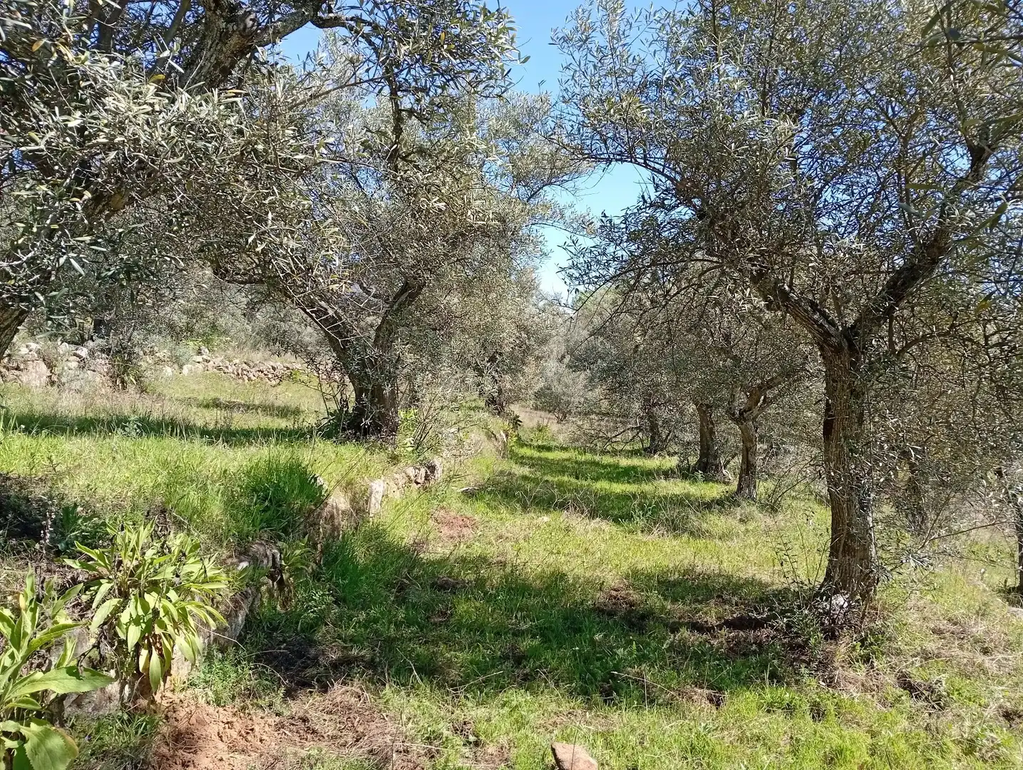Terreni e lotti in vendita a Valverde de la Vera, imagen 64