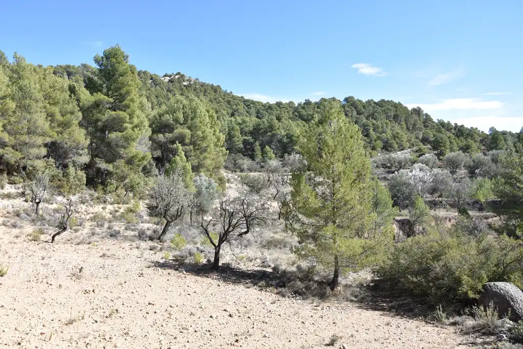 Land for sale in Fuentespalda