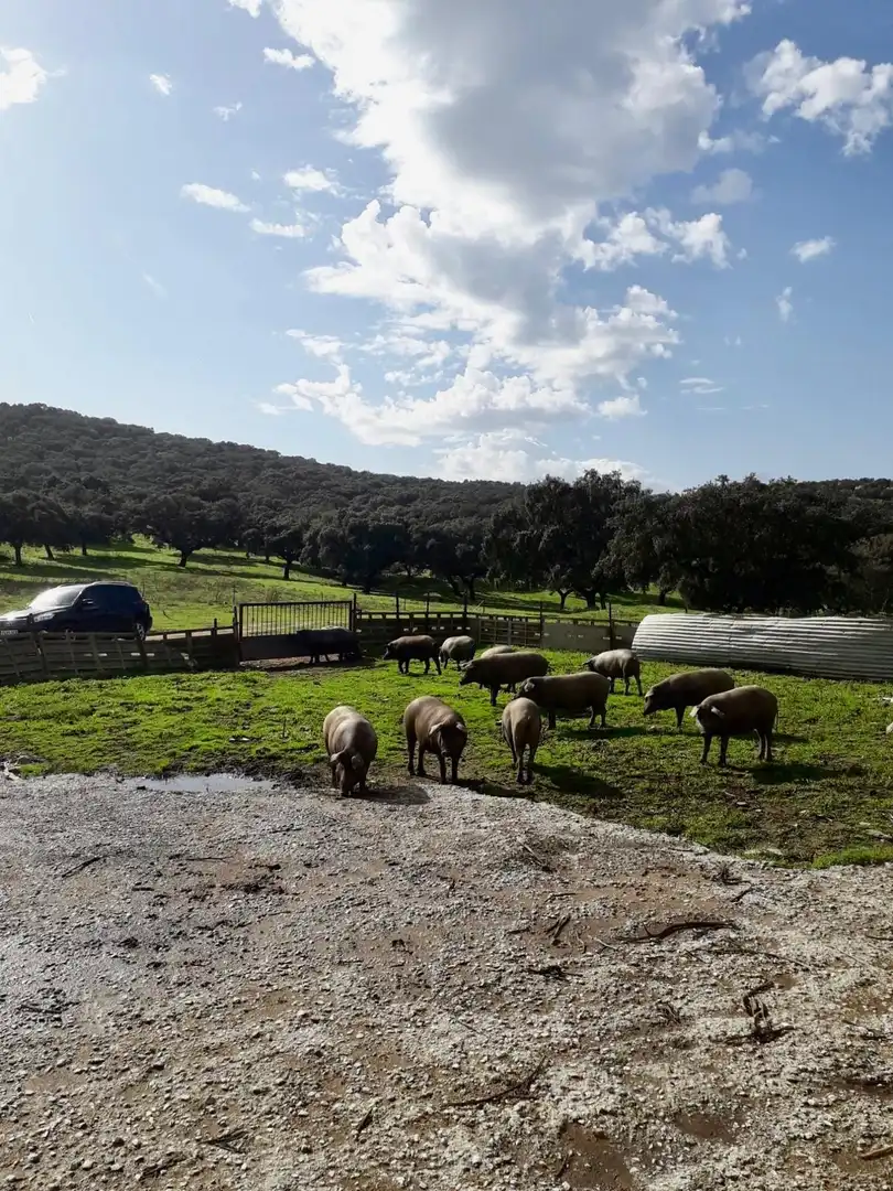 Rural land for sale in Fuente Obejuna, imagen 8