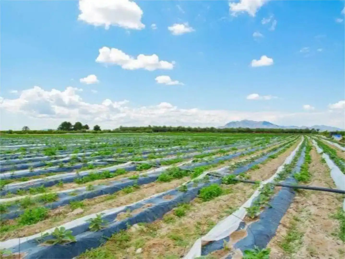 Finca rústica en venda en San Isidro