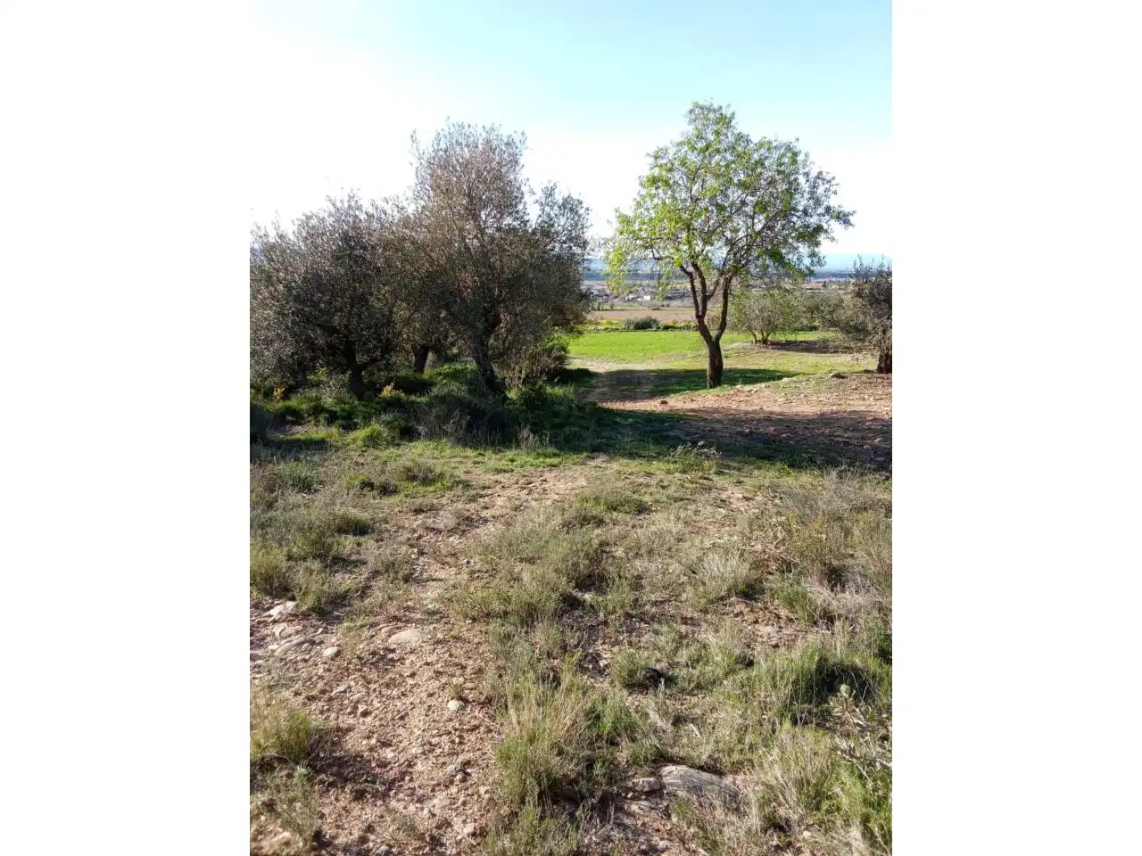 Terreno en venta en Alfántega