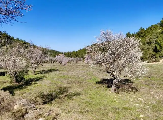 Terrenos y solares en venta en Valjunquera, imagen 13