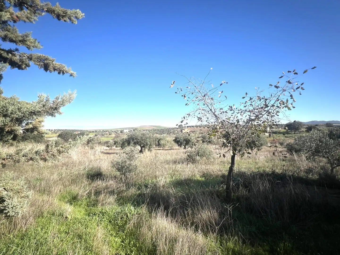 Chalet en venta en Camino Polígono 12 Parcela 105 PAJON. LA HABA (BADAJOZ), imagen 12