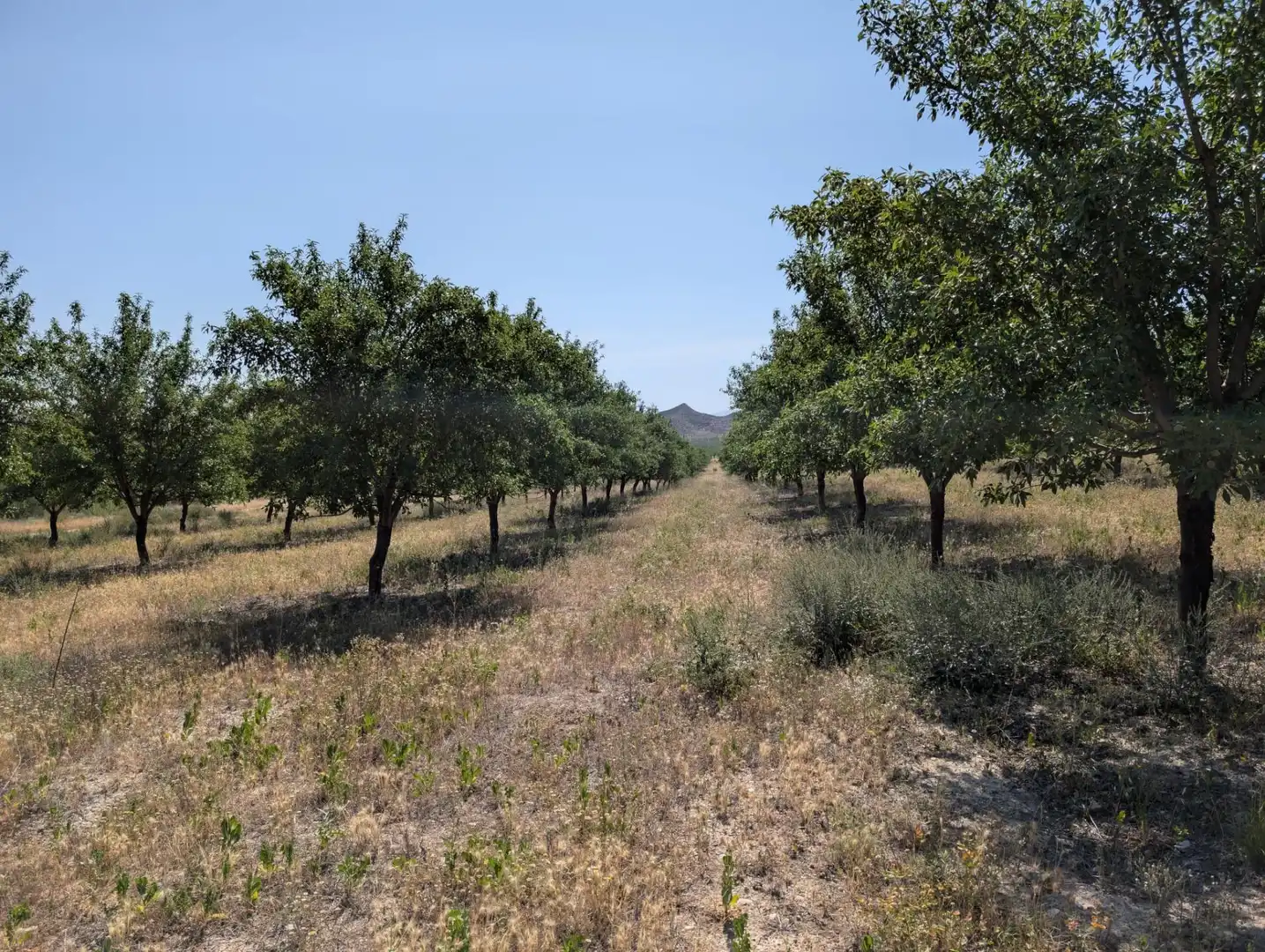 Terreno en venta en Huélago