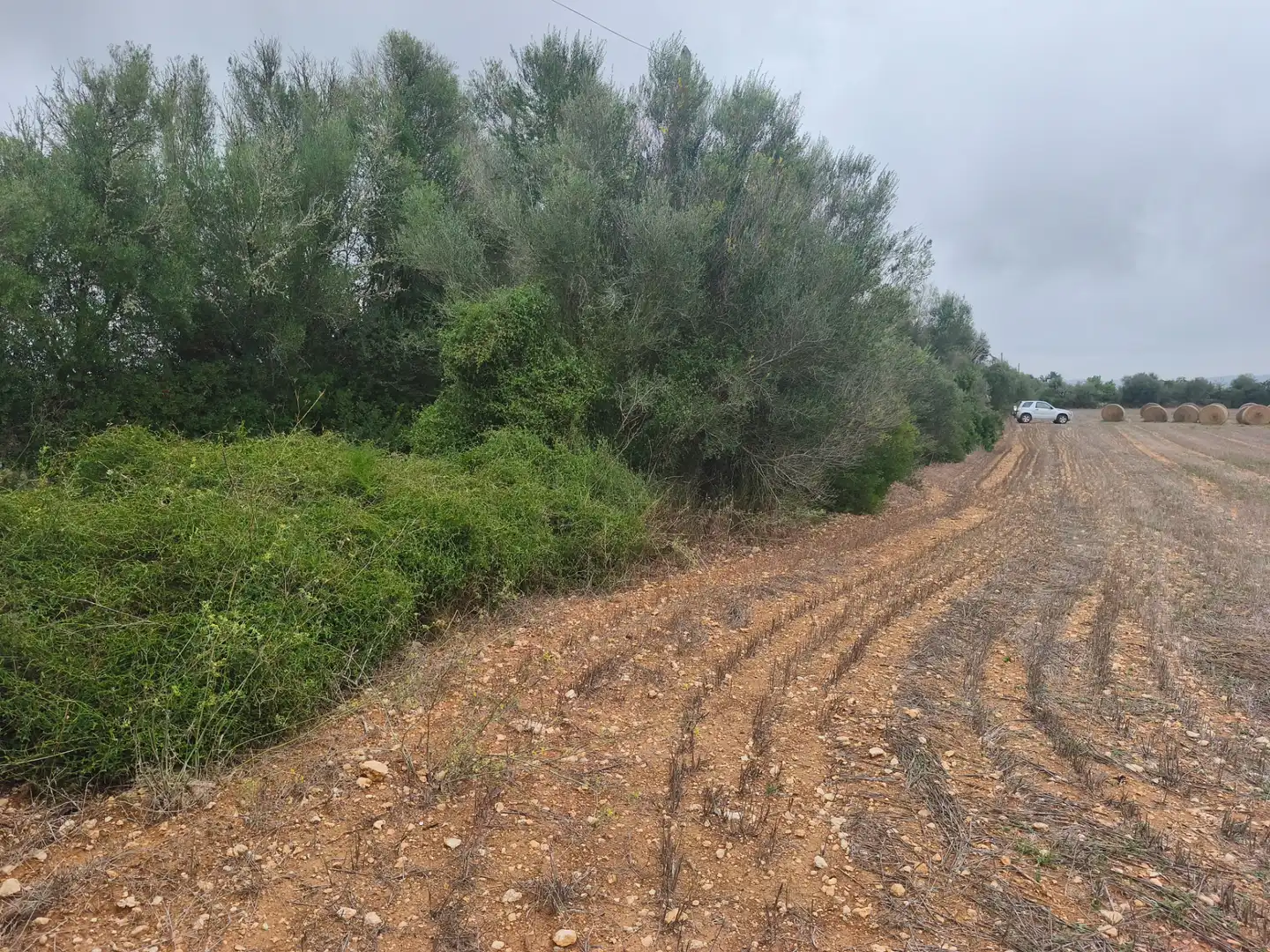 Terreny rústic en venda a Algaida, imagen 6