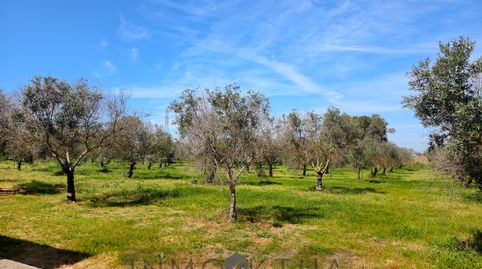Foto 3 de Finca rústica en venta en Lebrija, Sevilla