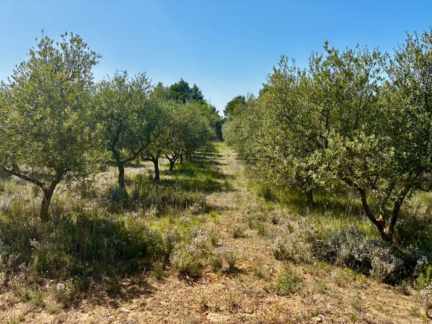 Terreno en venta en La Pobla de Cérvoles