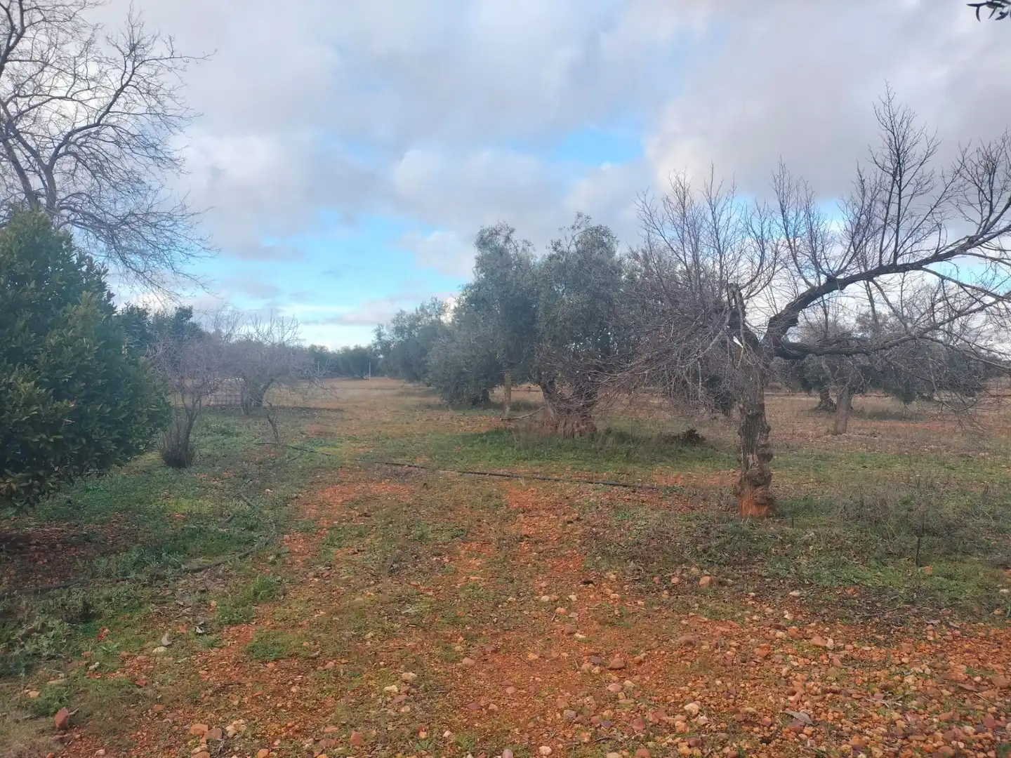 Finca rústica en venta en Argamasilla de Calatrava