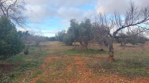 Photo 5 of Country house for sale in Argamasilla de Calatrava, Ciudad Real