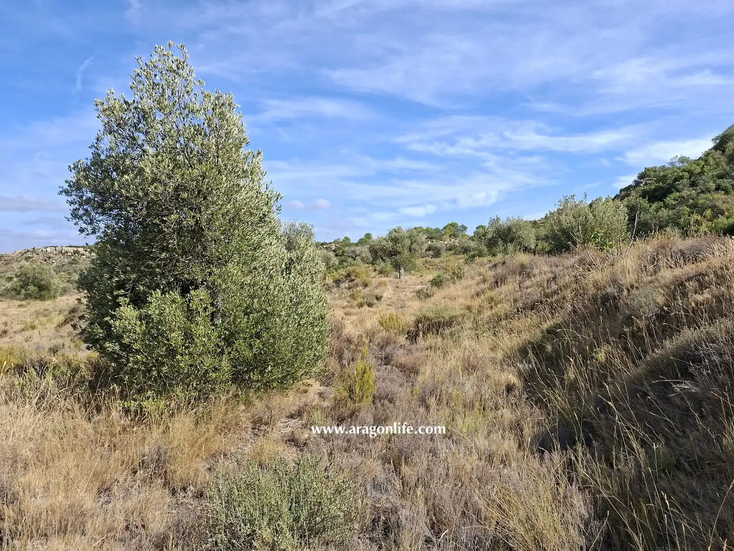 Terreni e lotti in vendita a Maella, imagen 13