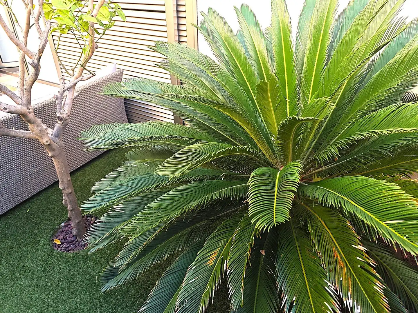 Jardí de Casa o xalet en venda en Orihuela amb Aire condicionat, Terrassa i Traster