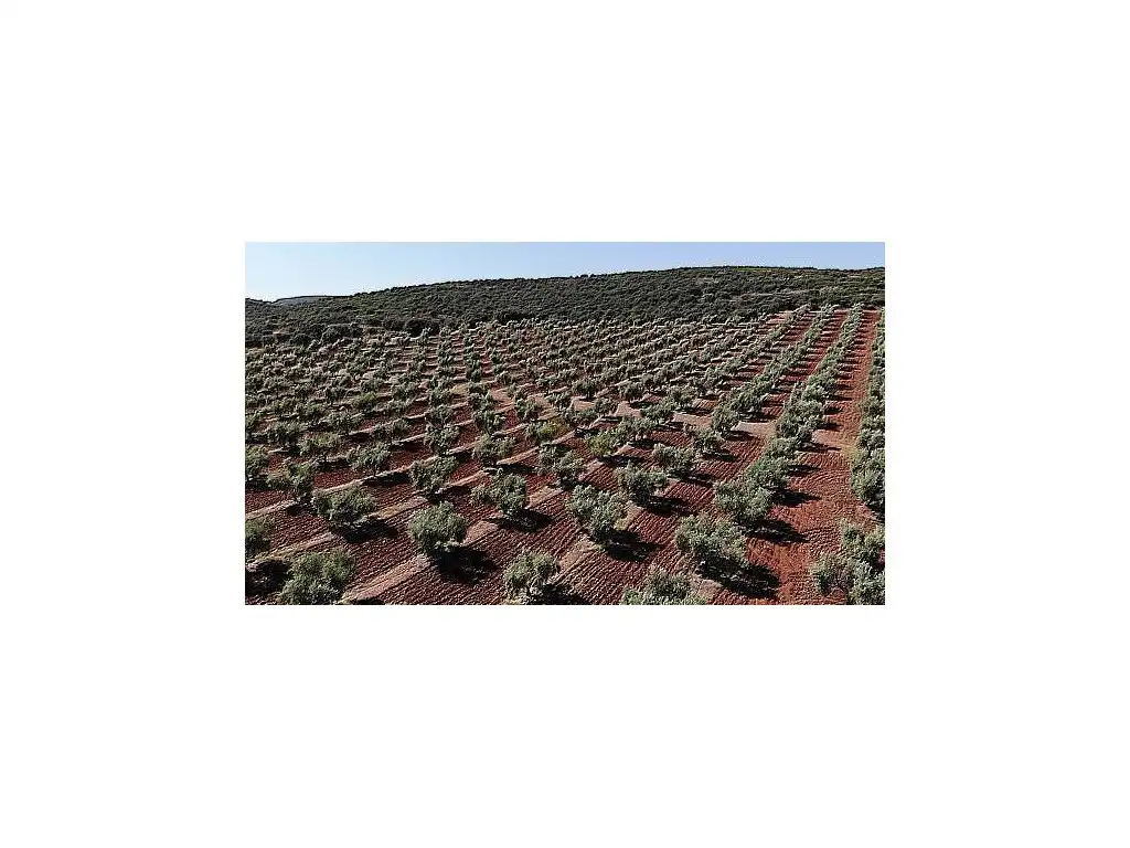 Jardí de Casa o xalet en venda en Albatana