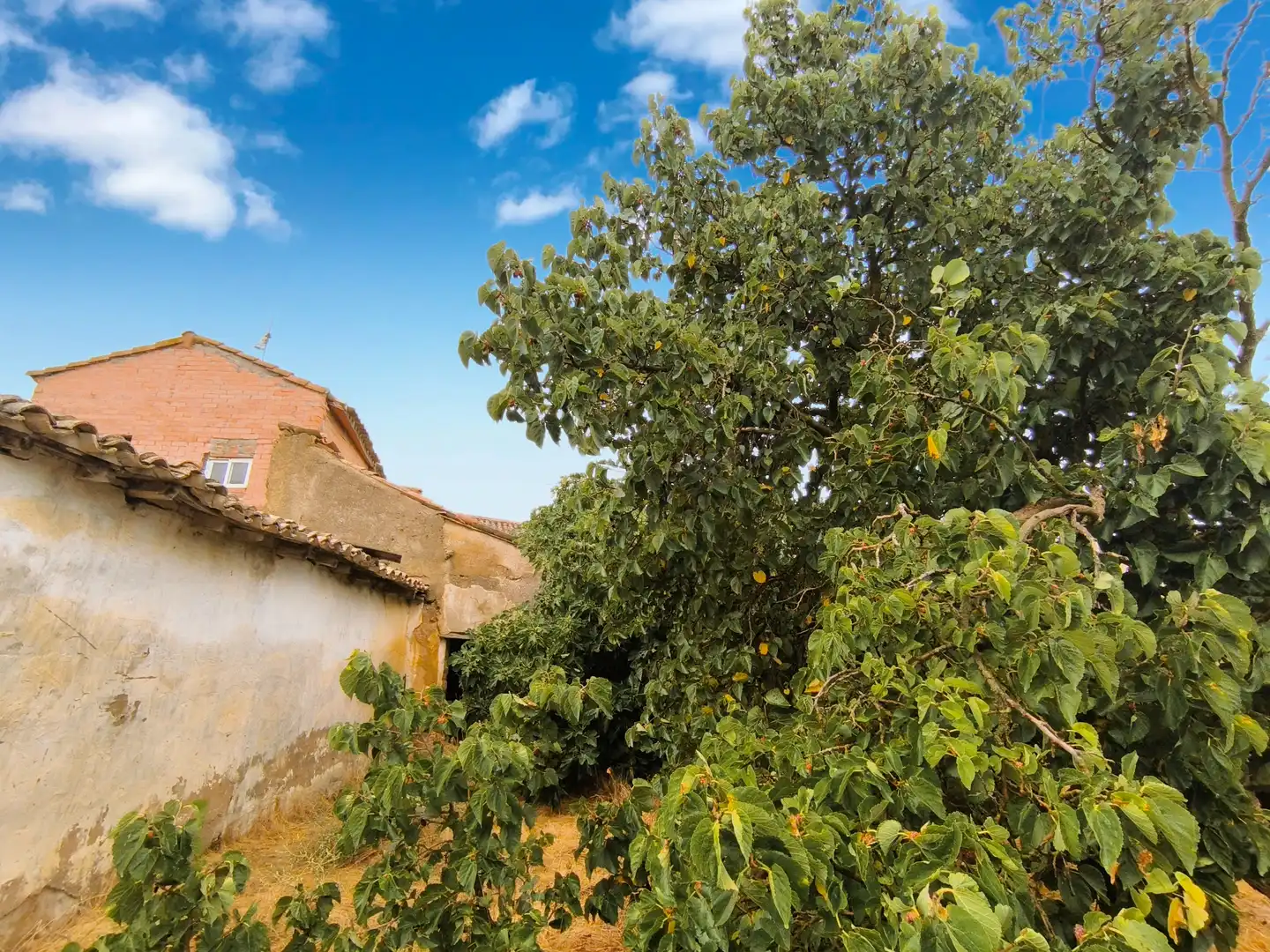Casa o chalet en venta en Pedraza de Campos con Calefacción, Jardín privado y Terraza