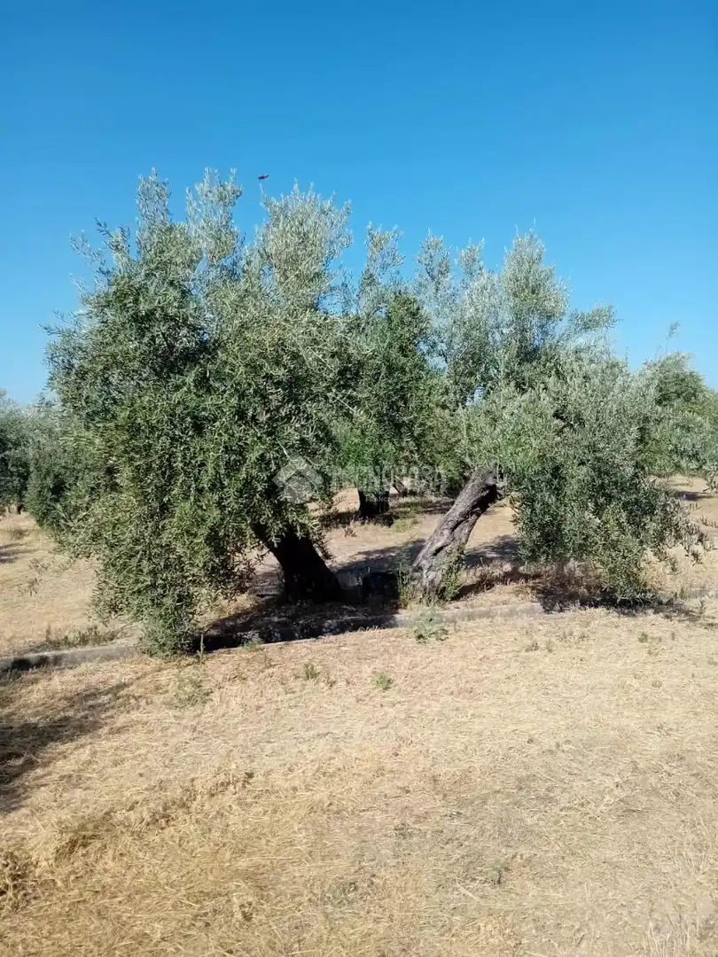 Rustikales Grundstück zum Verkauf in Úbeda