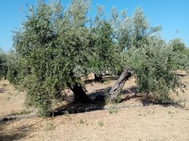 Rustikales Grundstück zum Verkauf in Úbeda