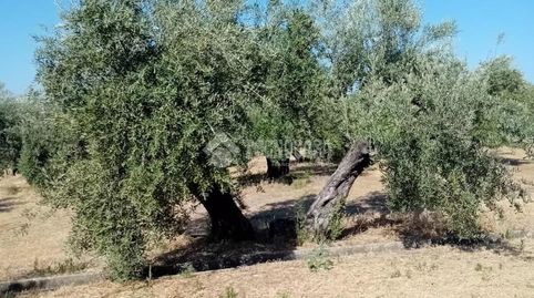 Terrenos en venta en Úbeda