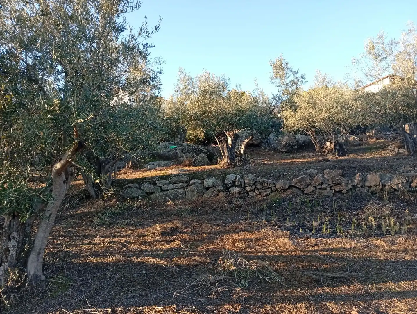 Terreni e lotti in vendita a Villanueva de la Vera, imagen 48