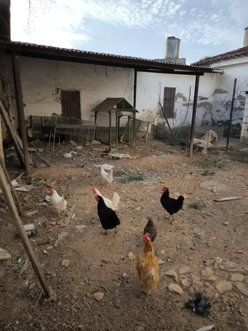 Vista exterior de Finca rústica en venda en El Viso de San Juan