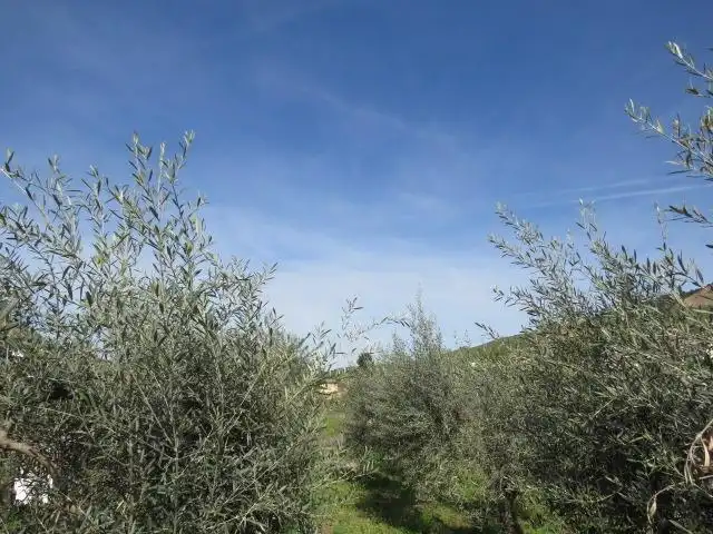 Garden of Land for sale in Cenes de la Vega