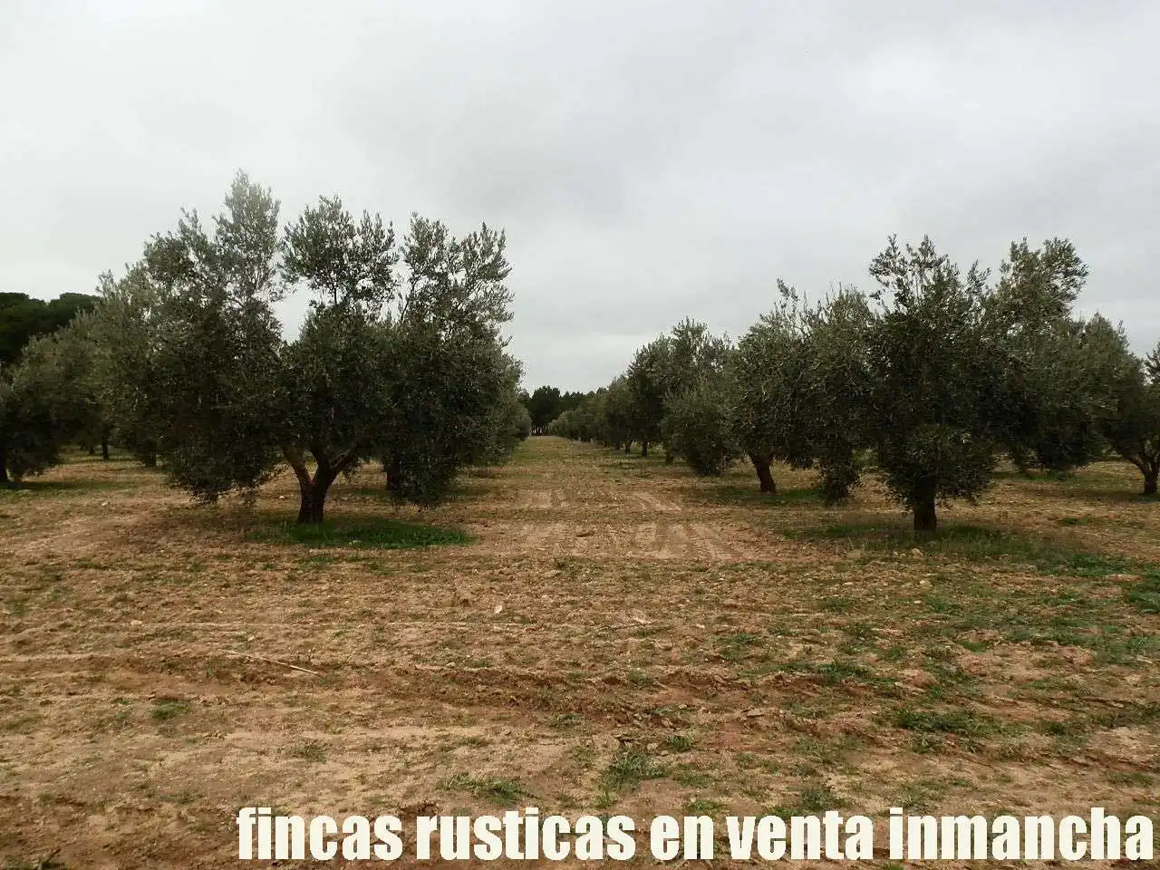 Terreno rustico in vendita a Campo de Criptana, imagen 6