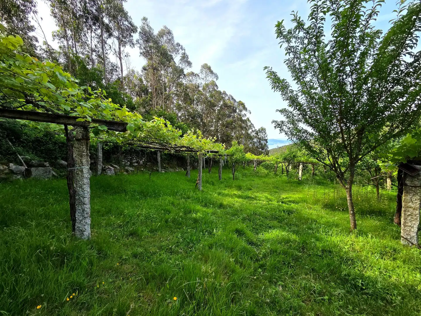 Jardín de Finca rústica en venta en Meis con Jardín privado y Terraza