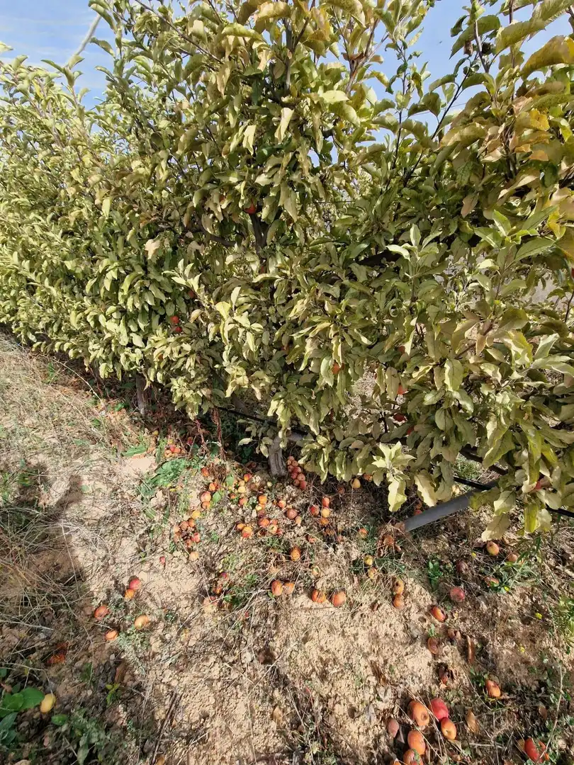 Maison rustique avec jardin à vendre à Cogollos de la Vega, imagen 24