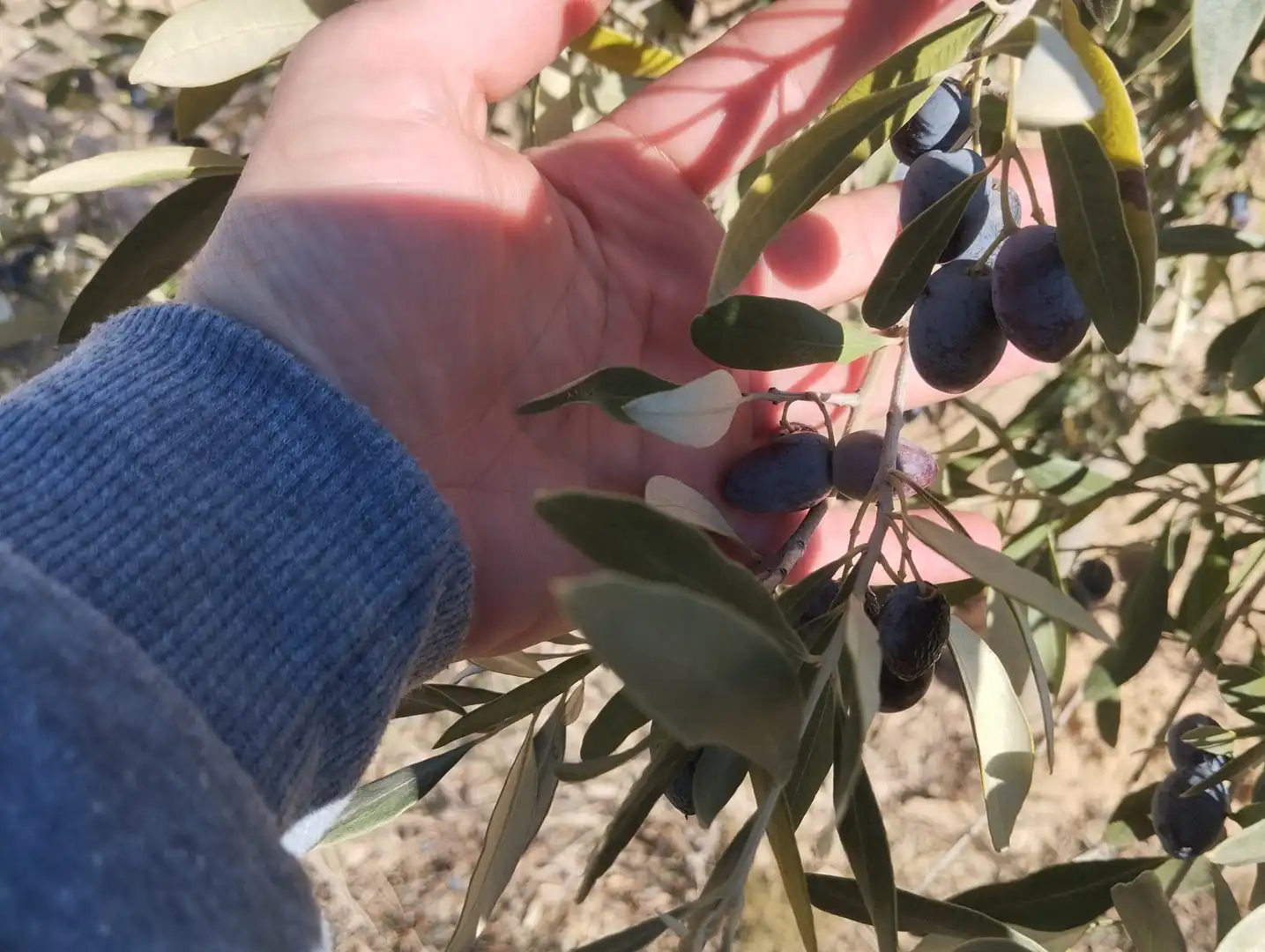Garten von Grundstücke zum Verkauf in Alcañiz