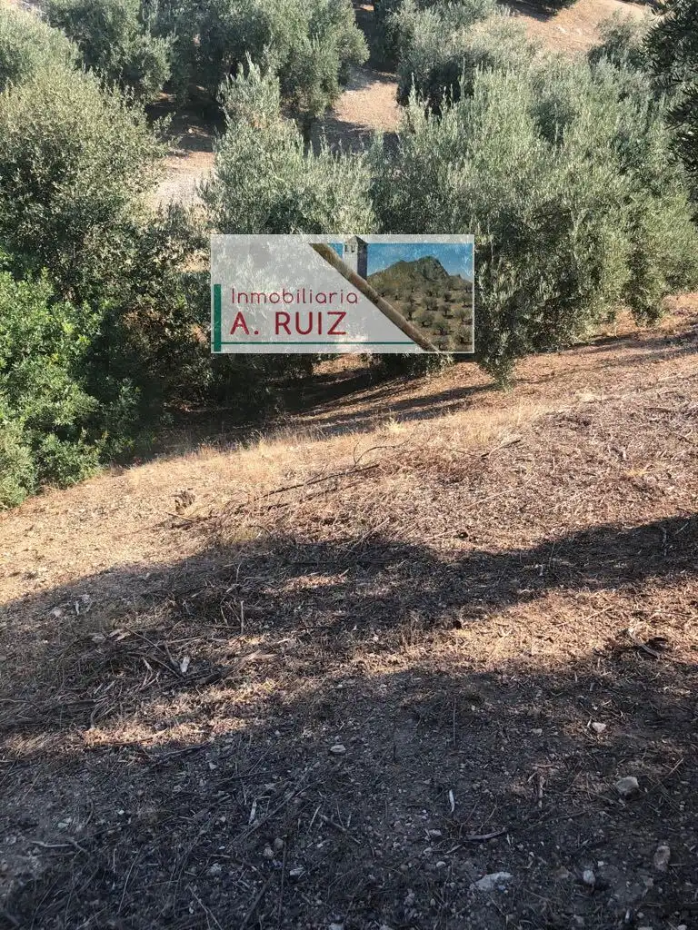 Terreny rústic en venda a Priego de Córdoba, imagen 4